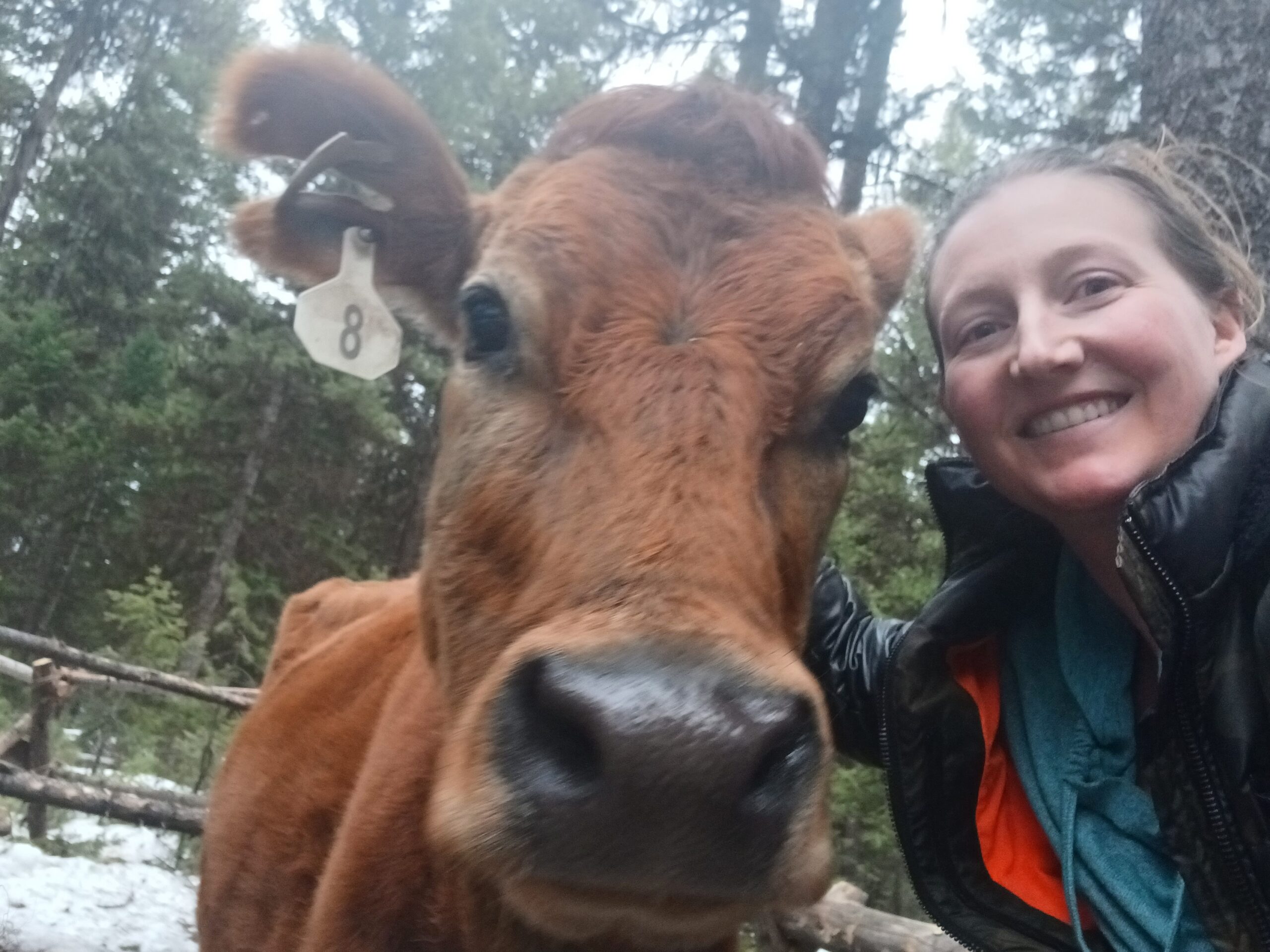 The Arrival of Charlotte the Dairy Cow